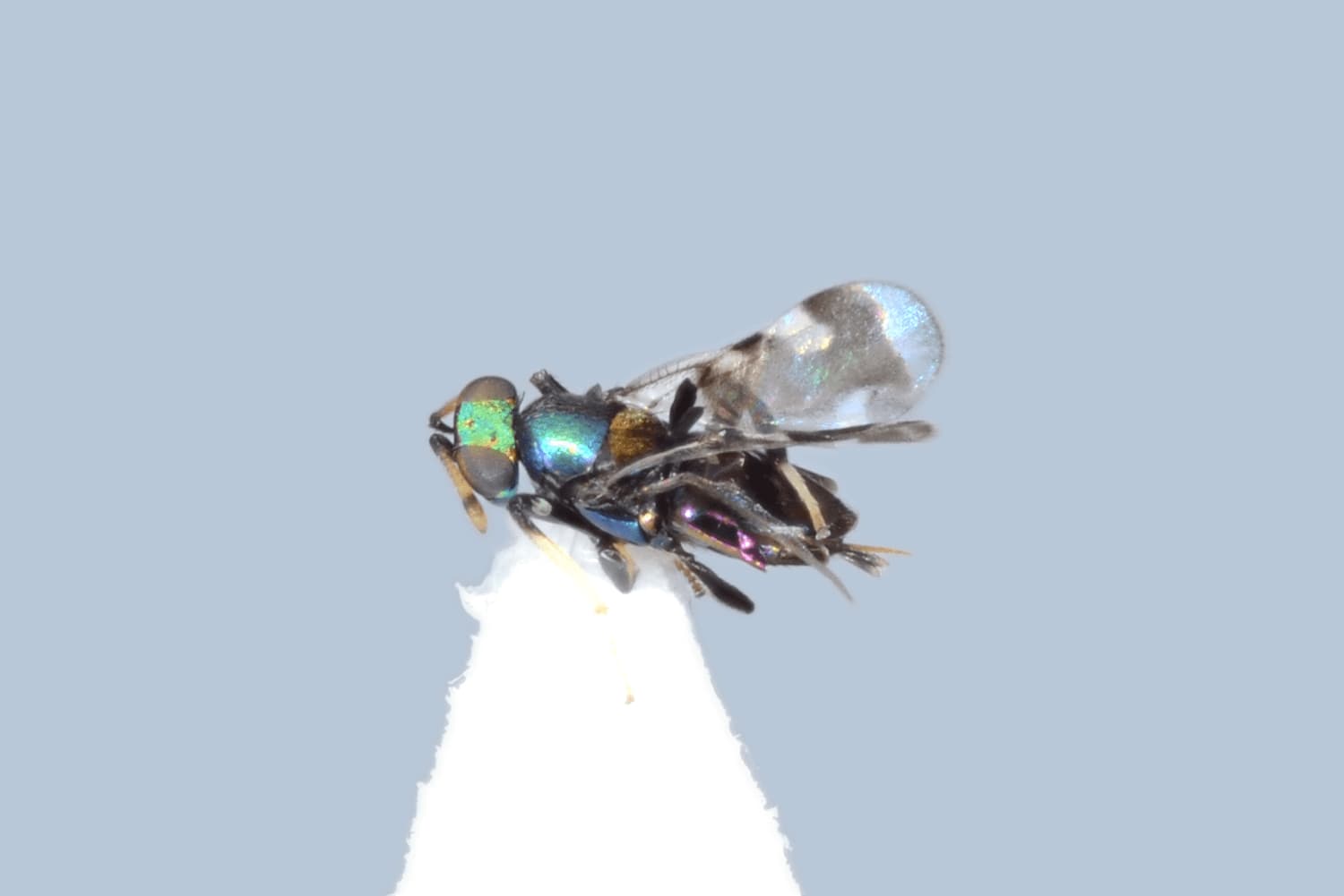 Default image